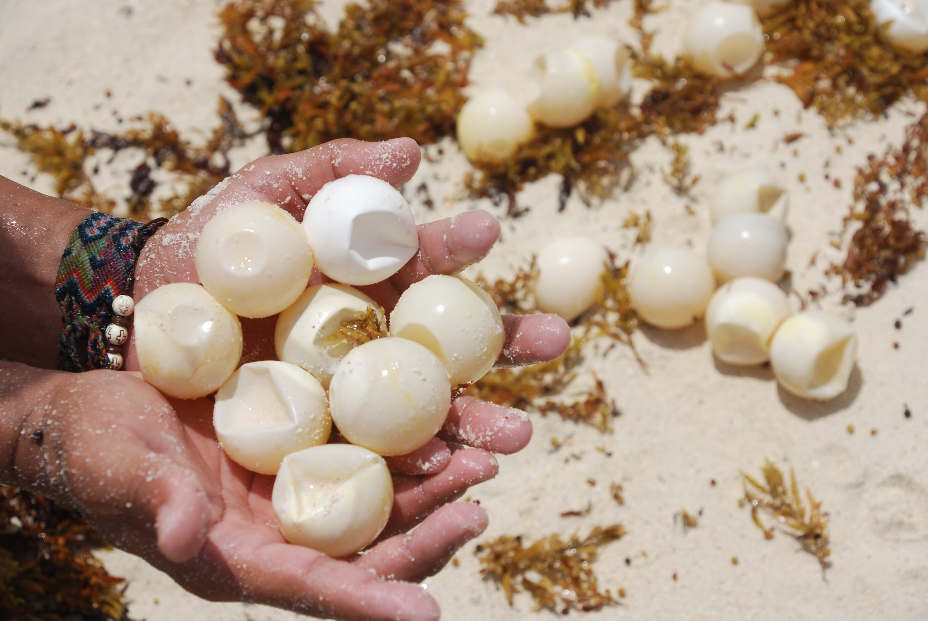Sea turtle eggs found on the beach in Cancun. Photo copyright Valerie Duty Citrano