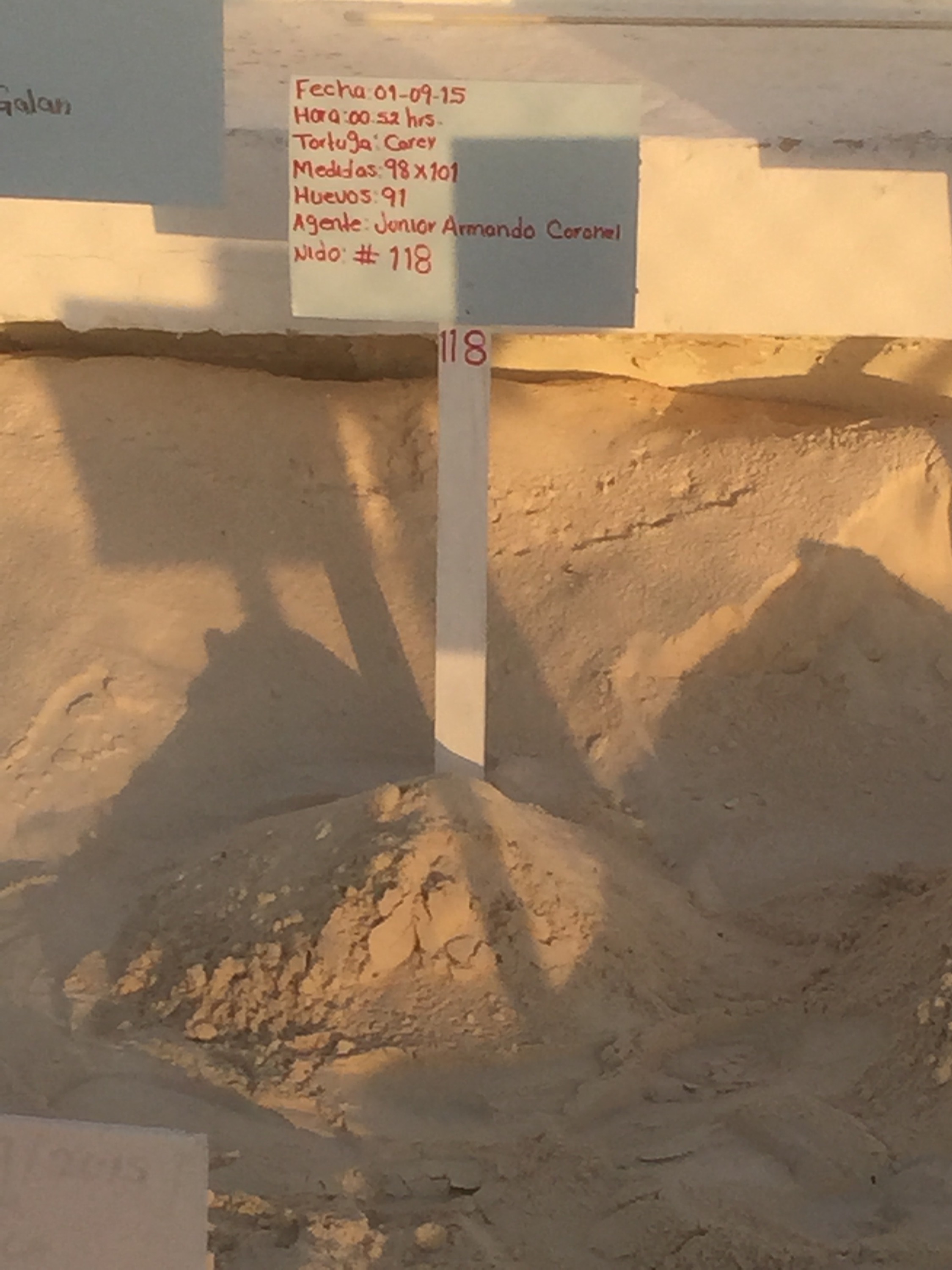 The eggs we watched the mama lay are in this mound of sand. they were moved to a corral, counted and marked. Photo by Valerie Duty Citrano www.PieLadyLife.com