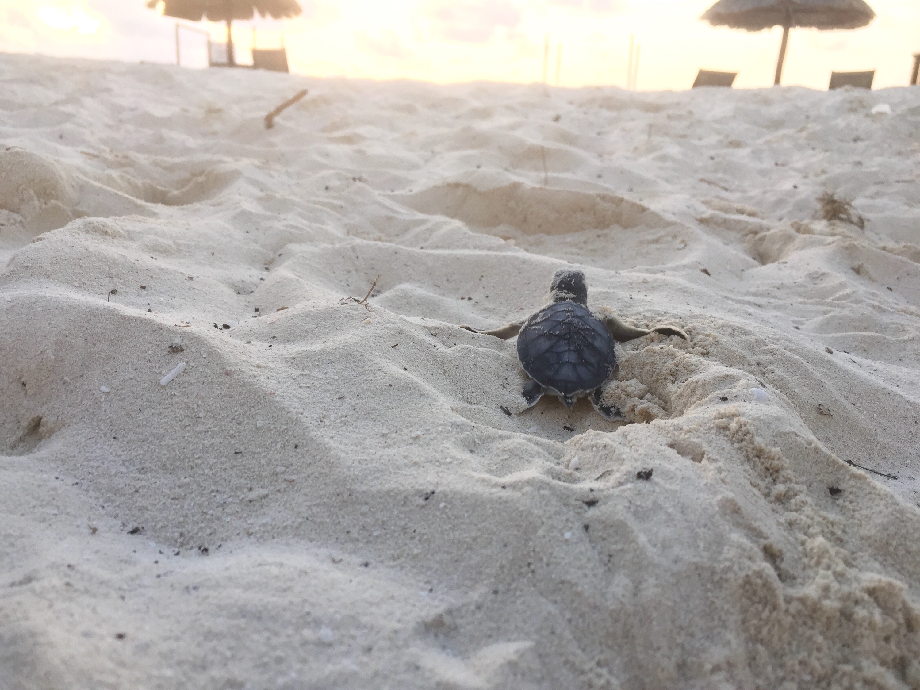 Newly hatched sea turtle heading to the ocean on the beach in Cancun , Mexico Photo copyright Valerie Duty Citrano www.PieLadtLife.com