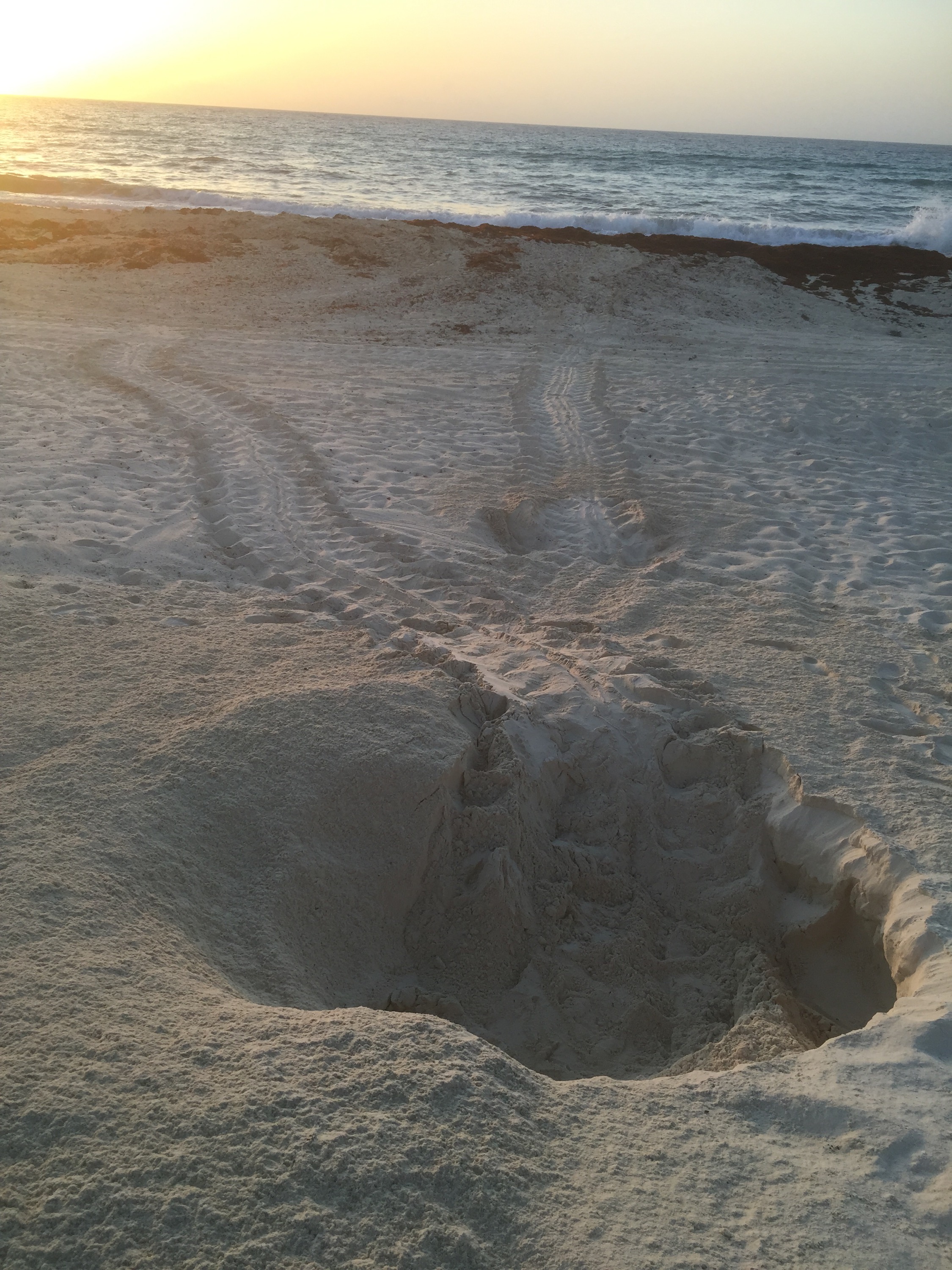 Sea turtle tracks leading to the beach where a female laid her eggs, then returned to the ocean. Photo copyright Valerie Duty Citrano