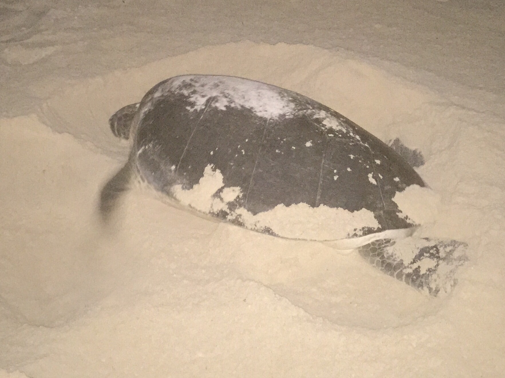 A female sea turtle laying her eggs on a Cancun beach. Photo copyright Valerie Duty Citrano www.PieLadyLife.com