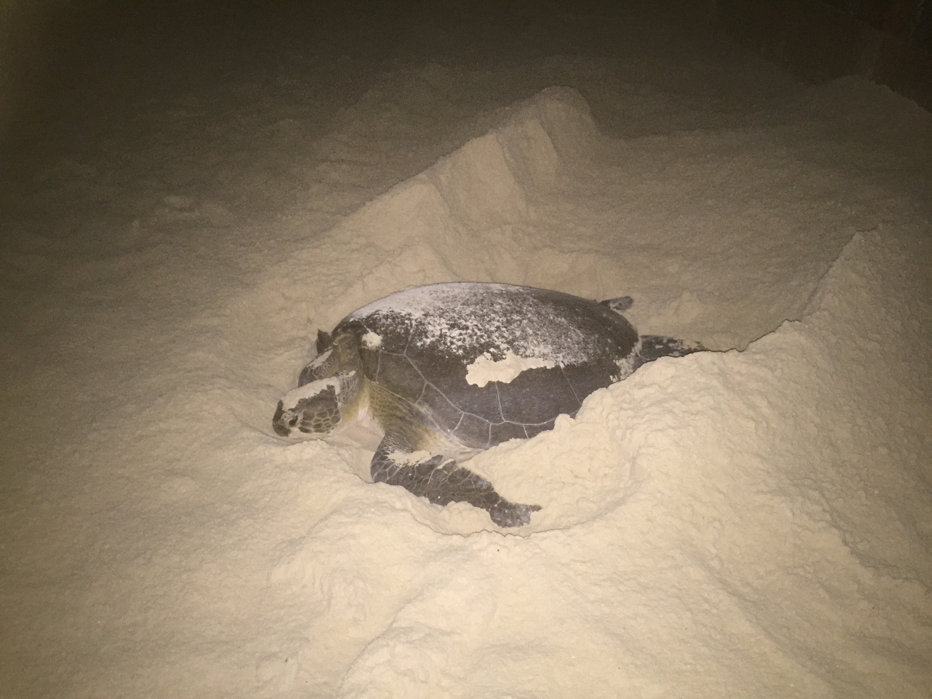 A female turtle laying her eggs in the middle of the night on the beach in Cancun.. Photo by Valerie Duty Citrano www.PieLadyLife.com
